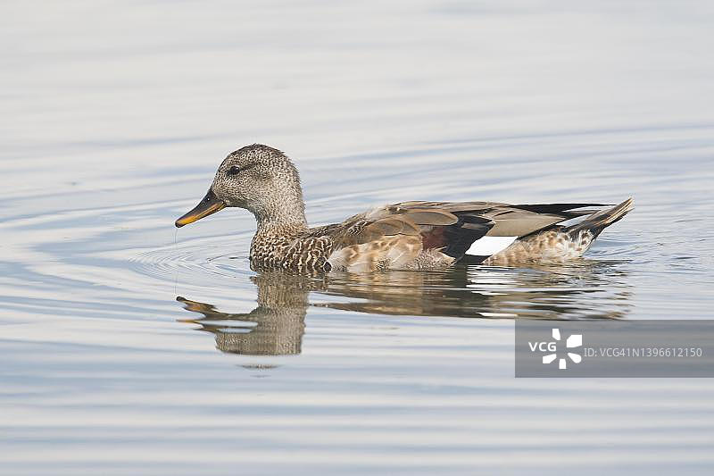 赤膀鸭，德国下萨克森图片素材