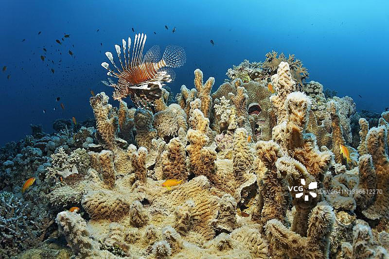 印度狮子鱼（Ptrois milas）在圣约翰红海埃及的珊瑚上游动图片素材