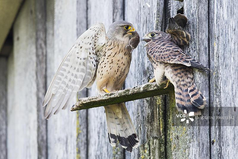 普通红隼：德国下萨克森州亲鸟喂食幼鸟图片素材