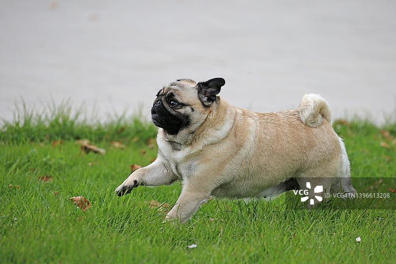 在德国多特蒙德威斯特法伦哈伦玫瑰园奔跑的哈巴狗图片素材