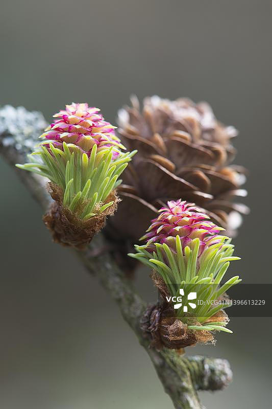 欧洲落叶松的雌花和球果，德国下萨克森州埃姆斯兰图片素材