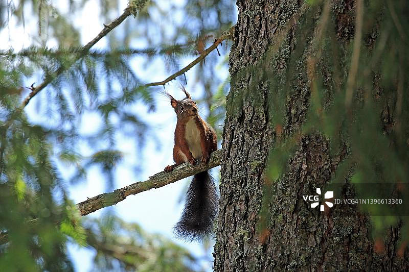 德国巴伐利亚森林诺伊舍瑙坐在树干上的松鼠图片素材