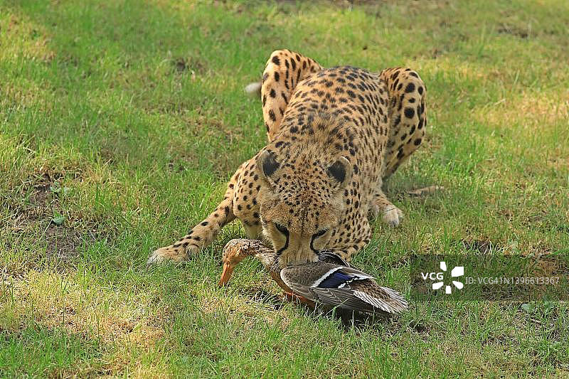猎豹（Acinonyx jubatus）捕获绿头鸭，位于德国北莱茵-威斯特法伦明斯特动物园，圈养图片素材