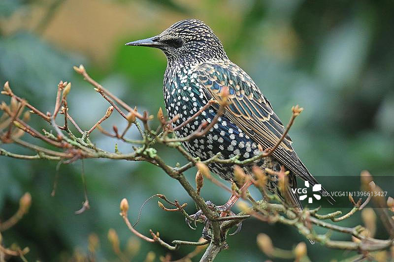 栖息在树枝上的八哥图片素材