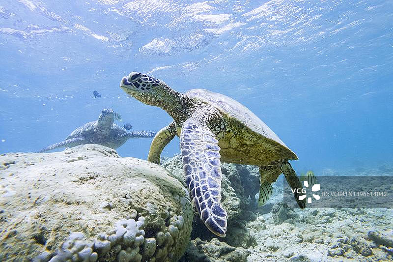绿海龟，美国夏威夷考艾岛阿尼尼海滩水下图片素材