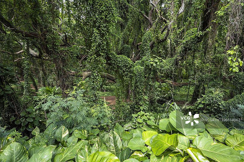 美国夏威夷茂宜岛卡帕劳霍诺卢瓦公园的茂密雨林图片素材