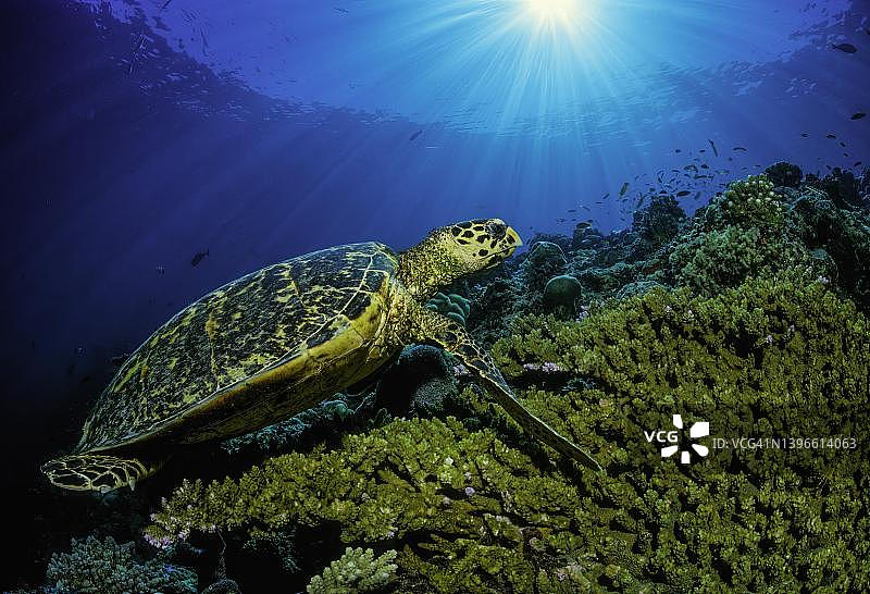 马来西亚沙巴州西巴丹岛珊瑚礁中的绿海龟图片素材
