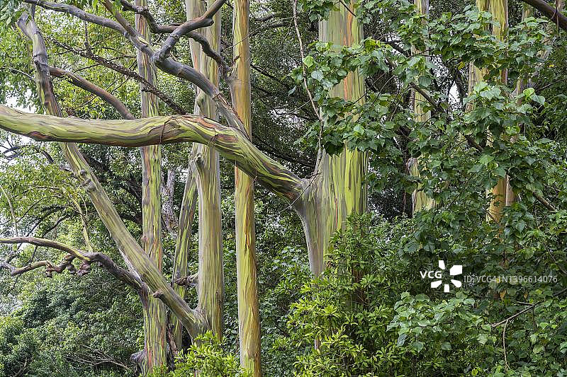 美国夏威夷毛伊岛的彩虹桉树图片素材