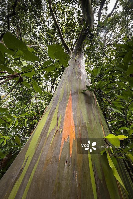美国夏威夷毛伊岛的彩虹桉树皮图片素材