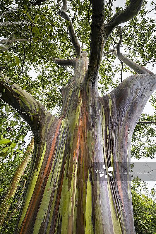 美国夏威夷毛伊岛的彩虹桉树皮图片素材