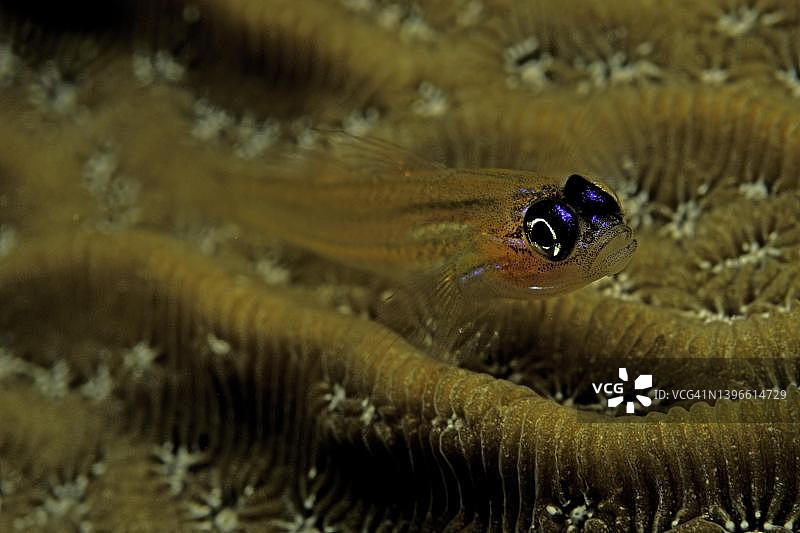 薄荷虾虎鱼，库拉索岛，加勒比海，荷属安的列斯图片素材