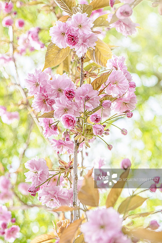 美丽的，粉红色的春天樱花，樱花观赏树'图片素材