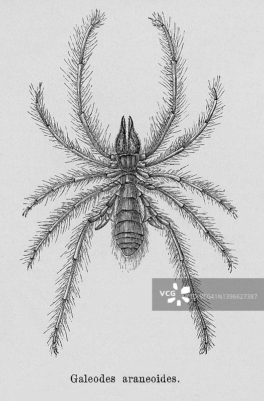 古老的雕刻插图：Galeodes是日蛛或太阳蜘蛛的一个属（Galeodes araneoides）图片素材