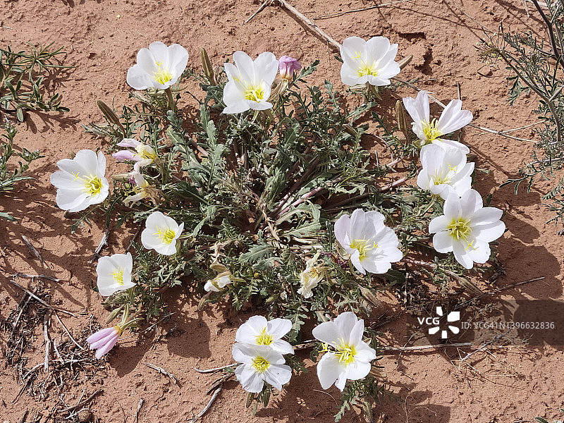 加州月见草图片素材