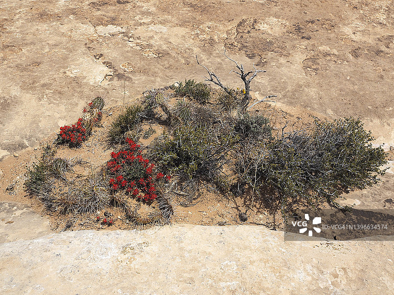 毛利角盛开的印第安画笔花图片素材
