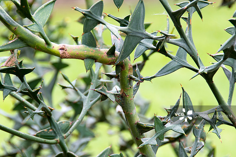 柯莱蒂亚埃塞尔塔植物图片素材
