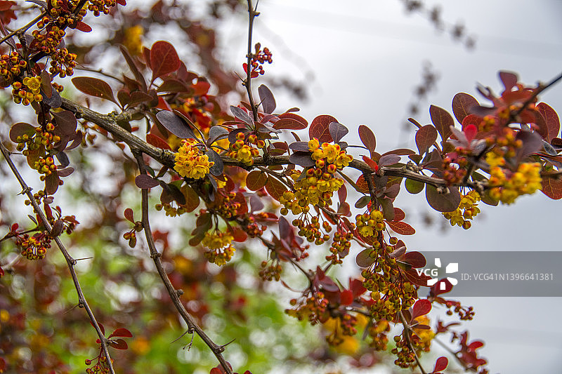 渥太华红叶小檗灌木图片素材