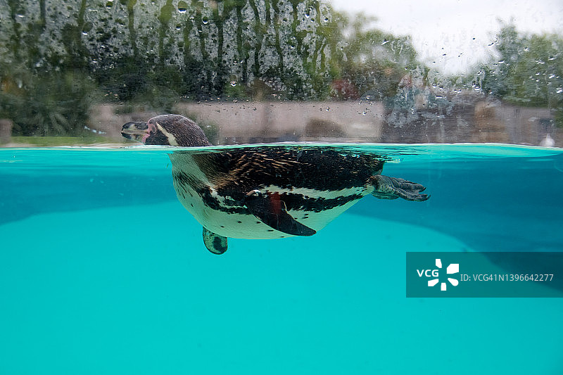 洪堡企鹅图片素材