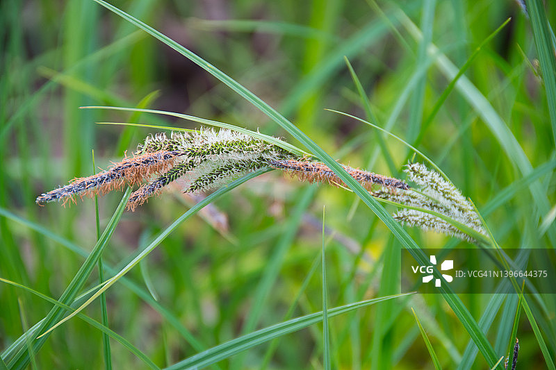 莎草植物图片素材