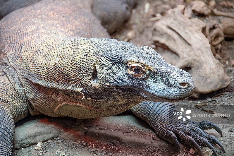 科莫多龙肖像图片素材