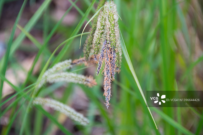 莎草植物图片素材