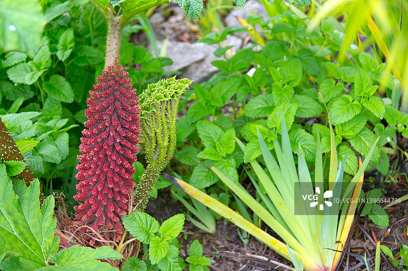 大王芋植物图片素材