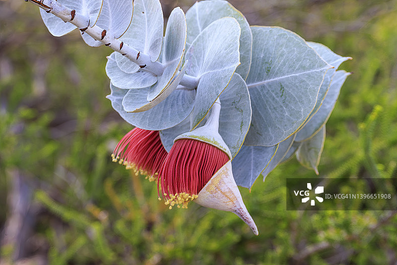 红色和黄色桉树胶花图片素材