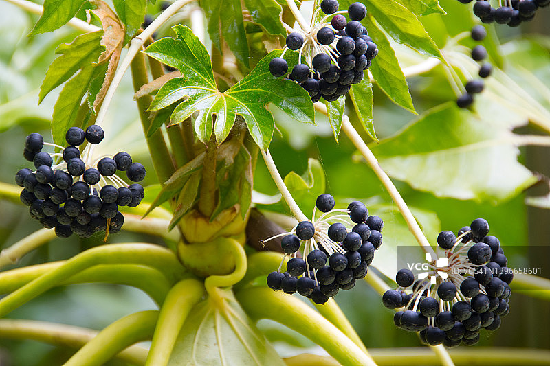 八角金盘浆果图片素材