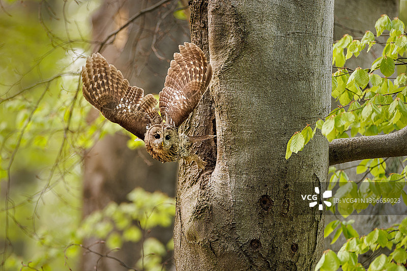 茶色猫头鹰起飞图片素材
