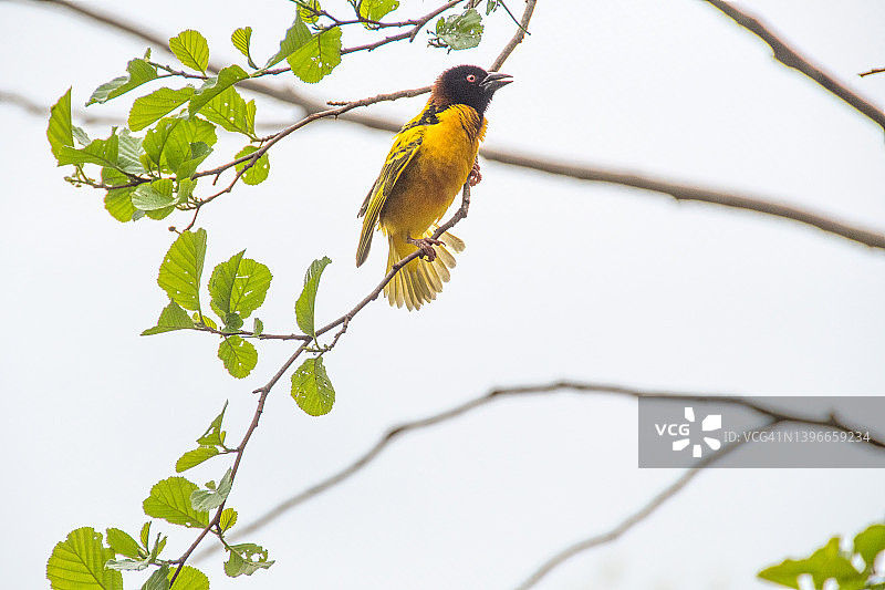 黑头织雀鸟类图片素材