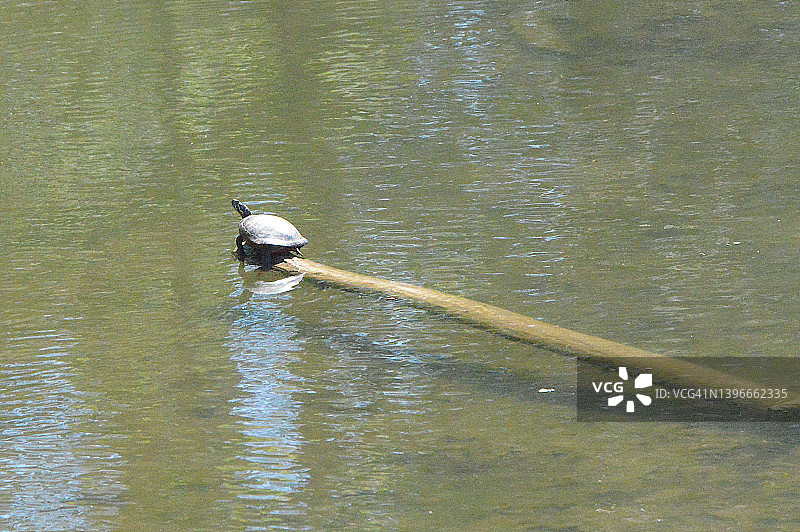 东部彩龟图片素材