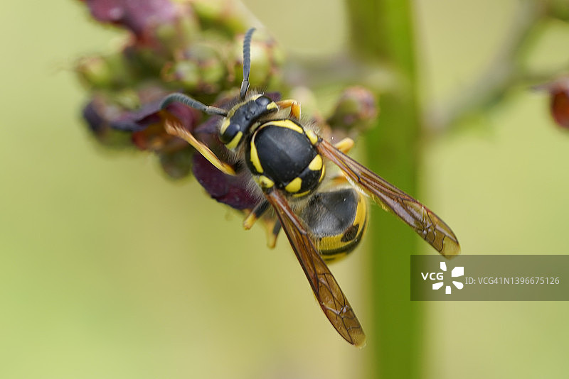 德国黄胡蜂图片素材