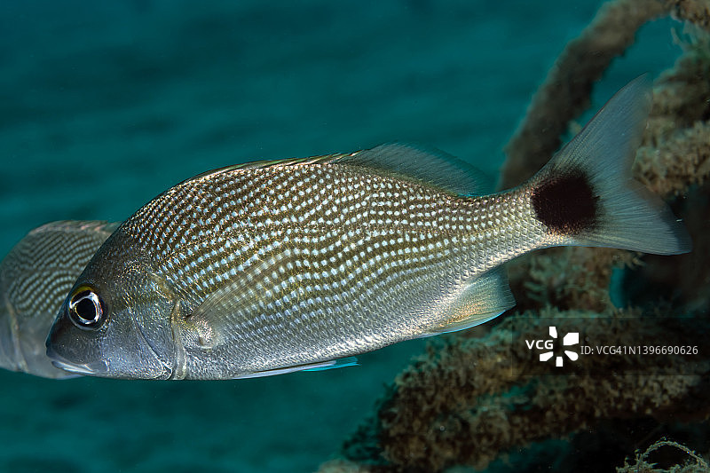 拉丁语咕哝声图片素材