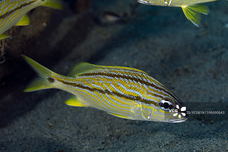 法式咕噜甜点图片素材