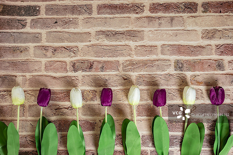 砖墙背景上美丽的郁金香，母亲节郁金香贺卡。图片素材