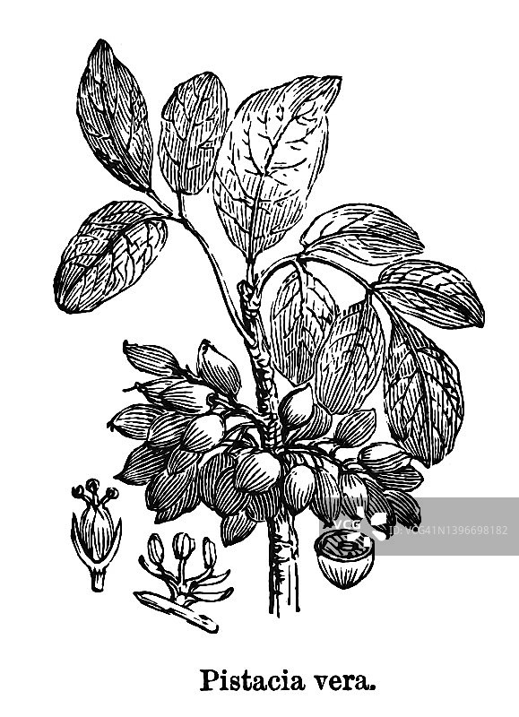 植物学古老雕刻插图：阿月浑子树图片素材