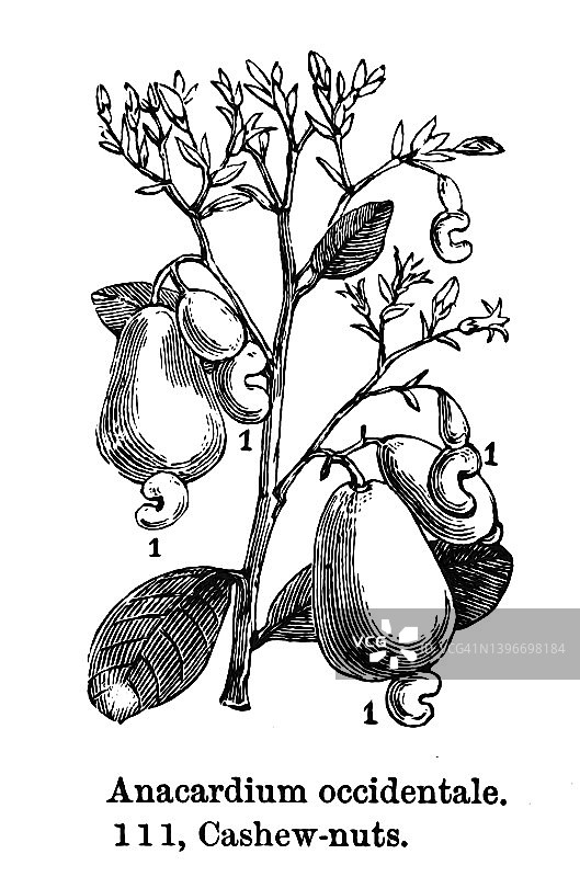 植物学古版画：腰果树图片素材