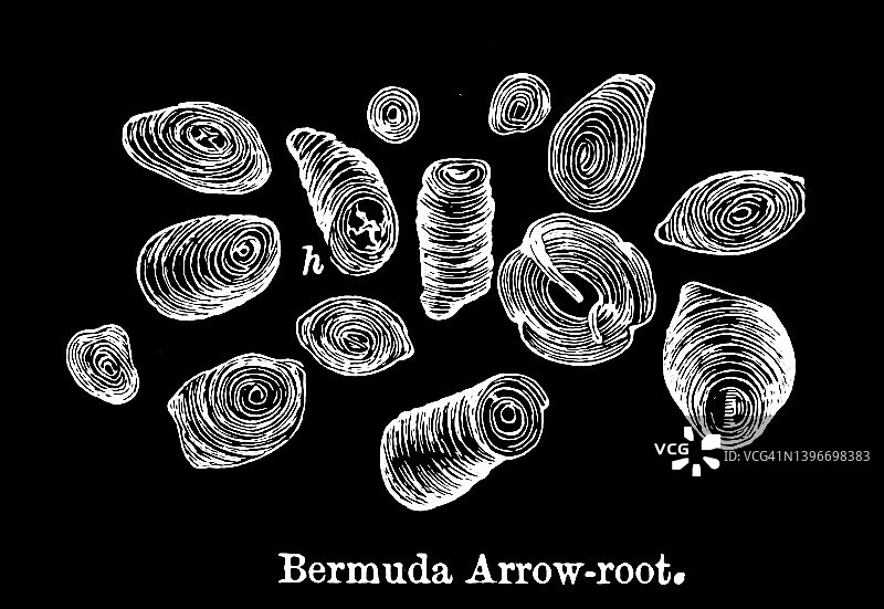 百慕大竹芋显微镜视图的古代雕刻插图图片素材