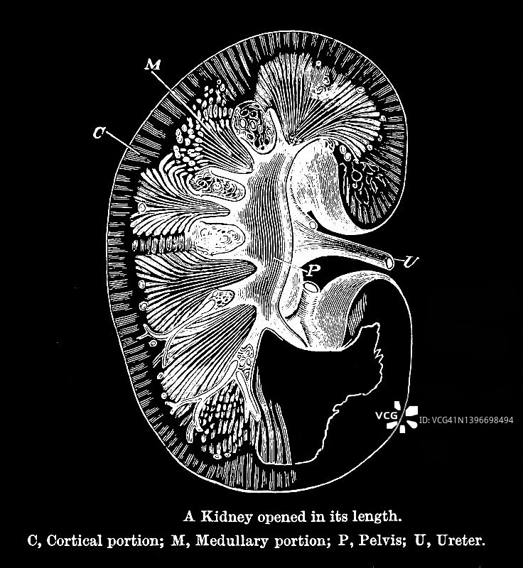 纵向剖开的肾脏古老雕刻插图图片素材