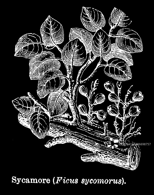 埃及无花果（Ficus sycomorus）的古老雕刻插图图片素材