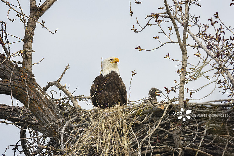 秃鹰母亲与幼鹰在巢穴中的美丽特写图片素材