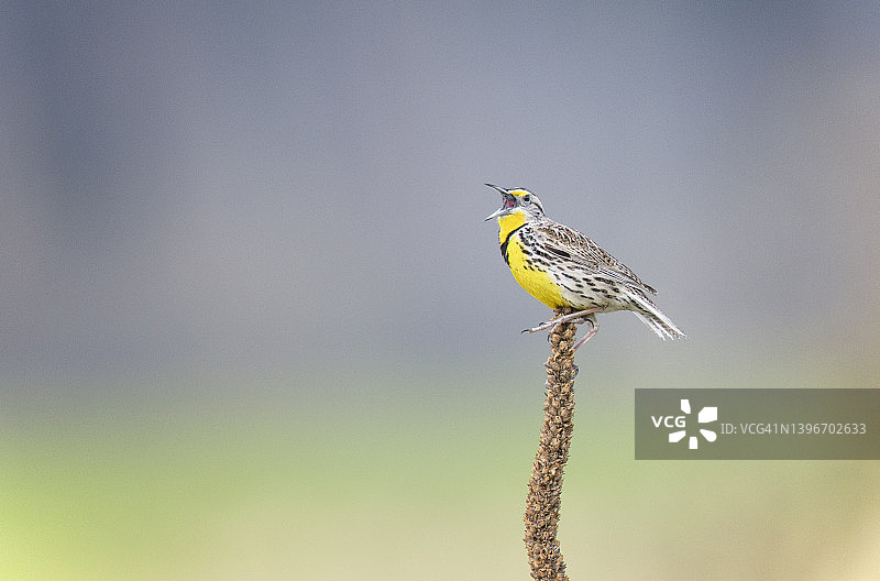 西部草地鹨栖息在芦苇上，在爱达荷州模糊的背景下歌唱图片素材