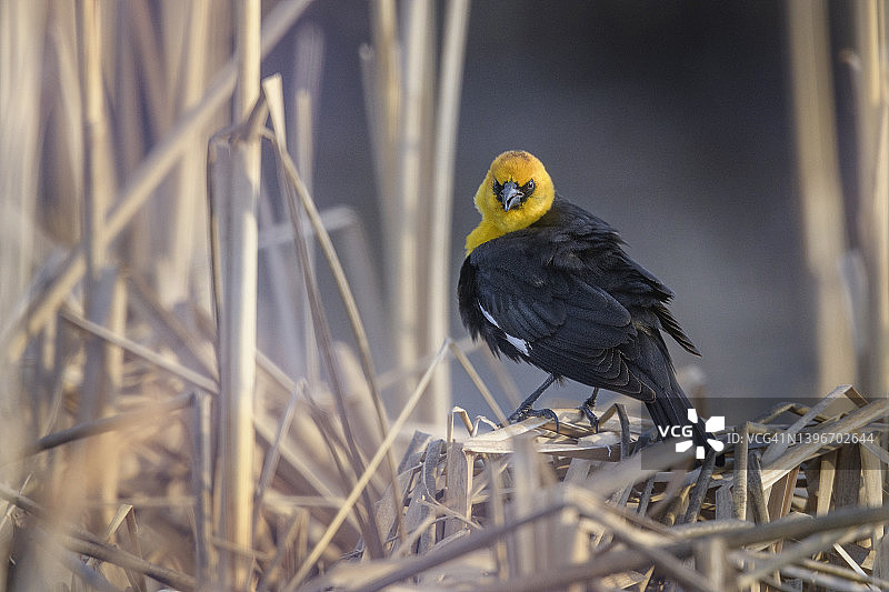 爱达荷州库特奈野生动物保护区池塘边芦苇中的黄头黑鹂特写图片素材