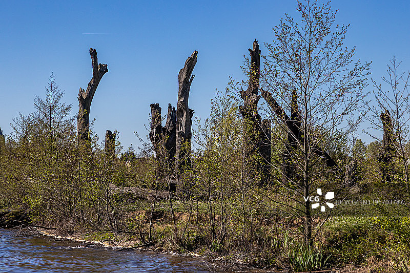 绿叶小树与奥德马斯河畔的千年古橡树图片素材