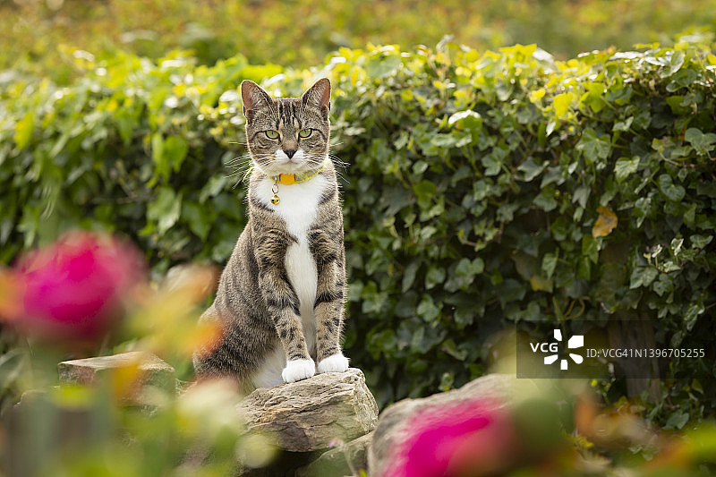 可爱的小花猫在花园里玩图片素材