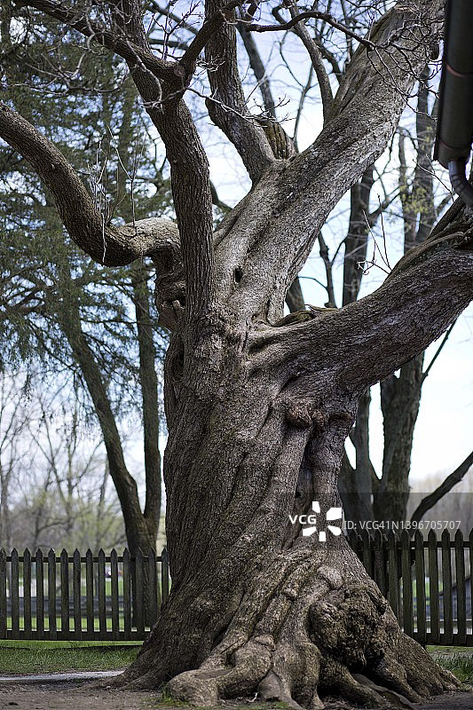 扭曲的树干图片素材