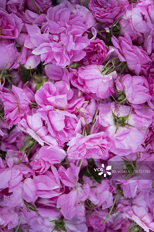 粉红玫瑰花朵背景图片素材