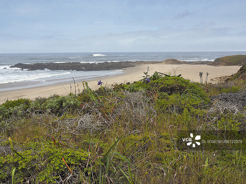 豆穴州立海滩上盛开的野生鸢尾花图片素材