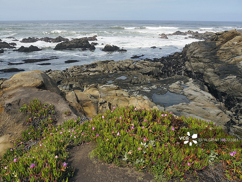 豆中空州立公园海滩上的春季花朵图片素材