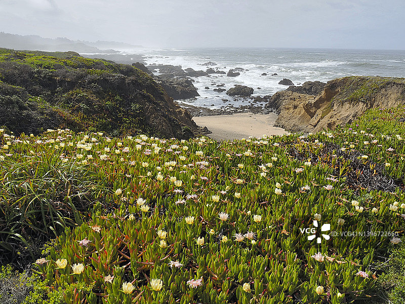 豆中空州立公园海滩上的春季花朵图片素材